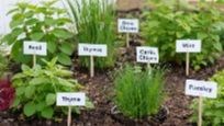 herbs
